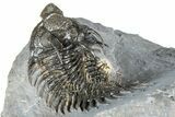Spiny Comura Trilobite - Ofaten, Morocco #362813-4